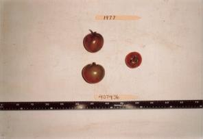 Click for 1 image(s) for this accession. FRUIT